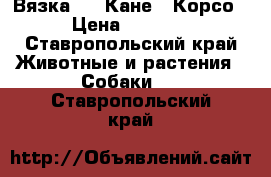 Вязка .   Кане - Корсо › Цена ­ 3 000 - Ставропольский край Животные и растения » Собаки   . Ставропольский край